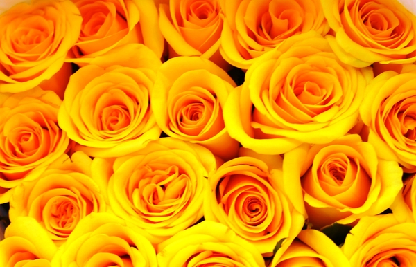 yelllow roses background 2