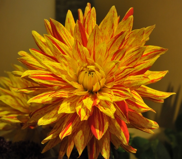 bright yellow and red flower