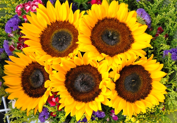 5 sun flowers