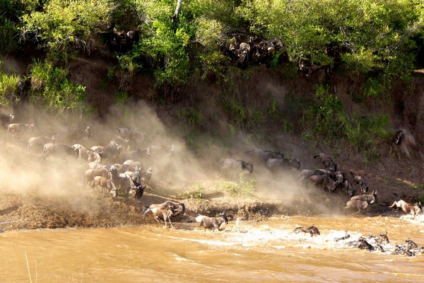 the Mara Crossing - Wildebeest