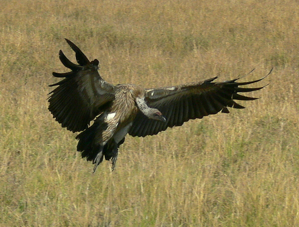 Vultures landing