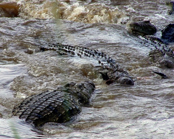 Crocodile feast