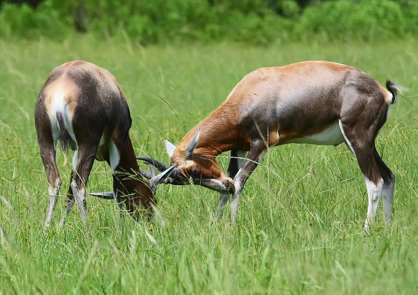Blesbuck males fighting