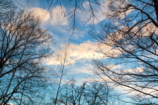 Sky through trees