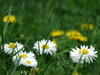 lying in daisies