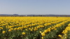champ de tulipes jaunes