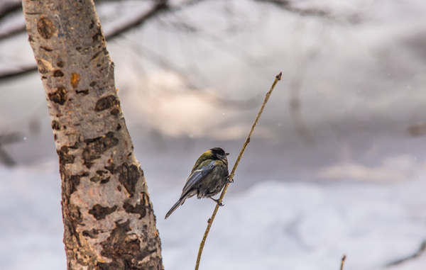 Tree Sparrow