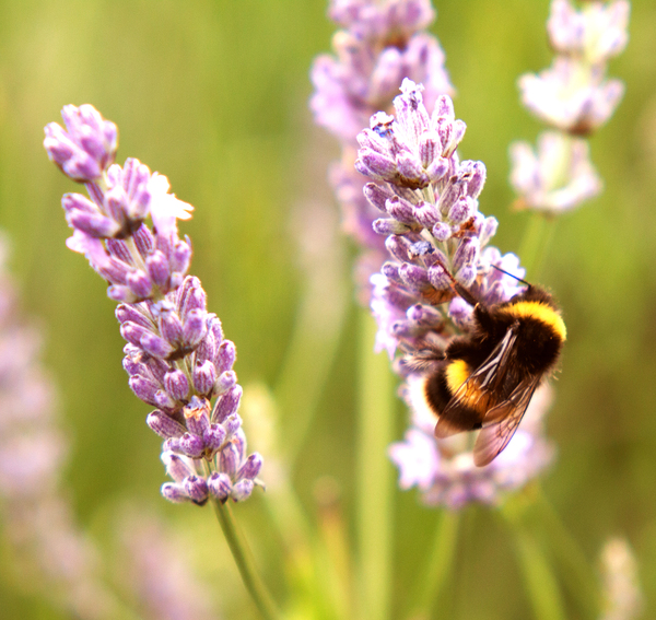 Bee on Lavender 5