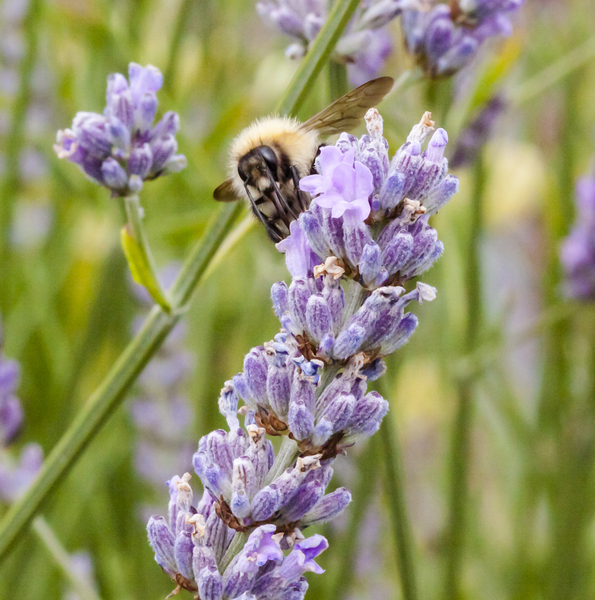 Bee on Lavender 4
