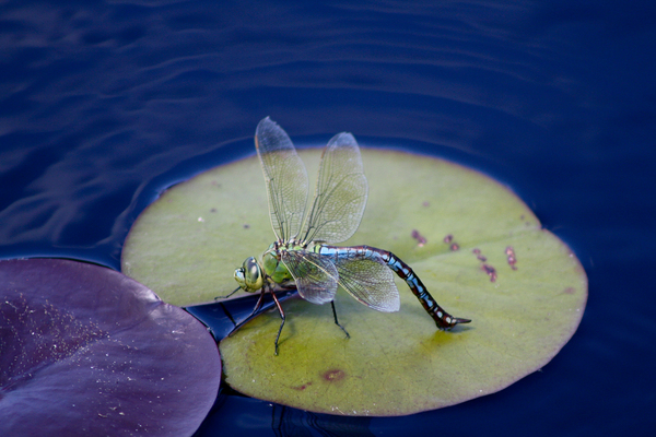 Dragonfly on lily-pad