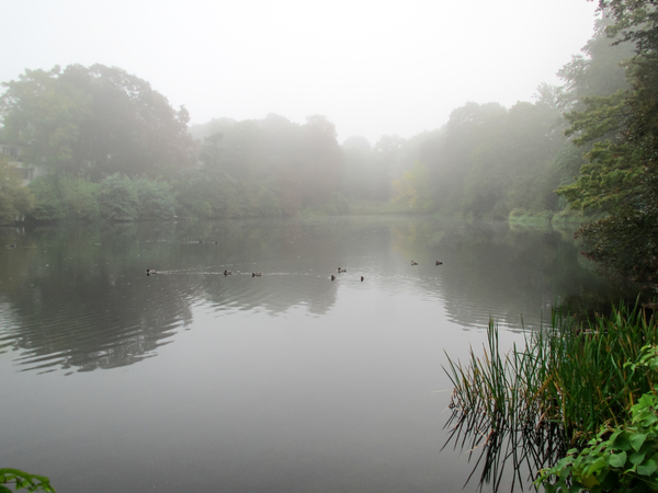 ducks on a foggy lake 2