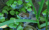 grenouille dans un étang