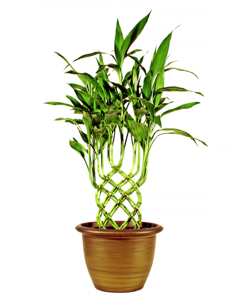 Potted Plant (improved)