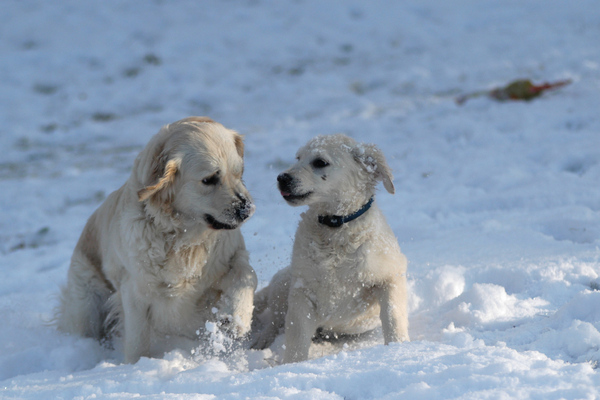 Dogs in the snow 4