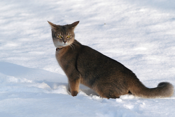 Abyssinian cat in the snow