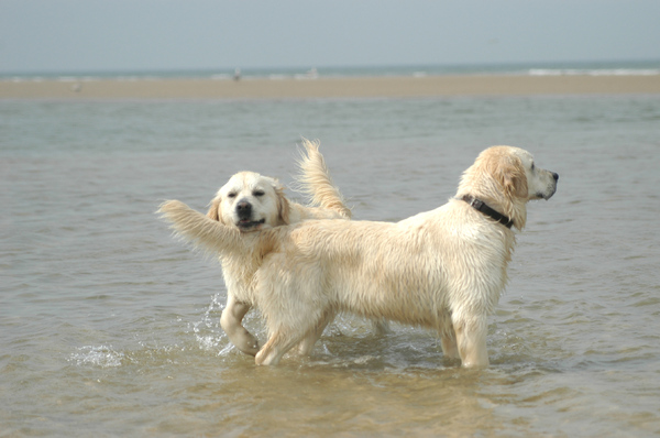 Dogs at the sea side 2