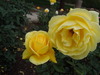 gele rozen