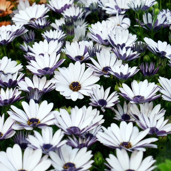 white flower carpet