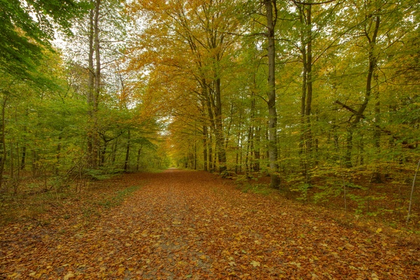 Autumn forest - HDR