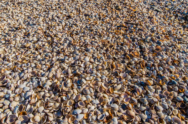 Seashells as background