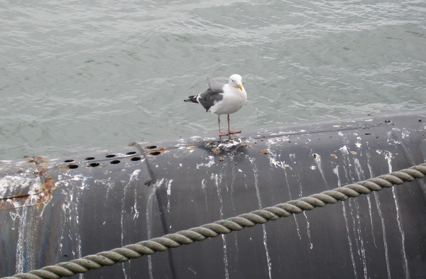 Gull and droppings