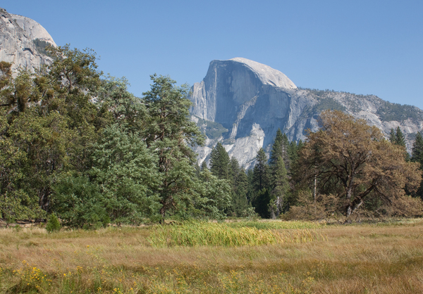 Yosemite meadow