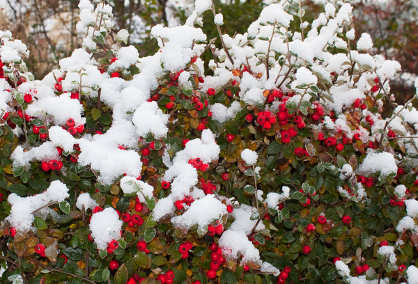 snow on Cotoneaster