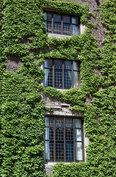 Ivy windows