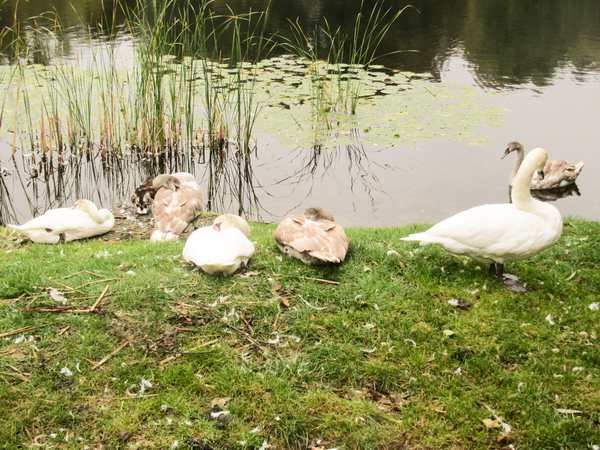swans at lakeside