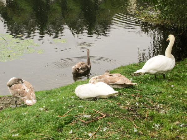 swans at lakeside 3