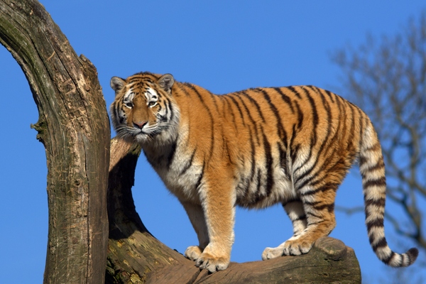Tiger in tree