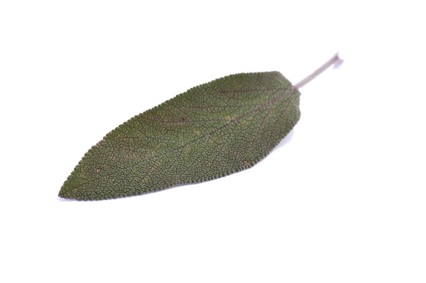 Isolated leaf