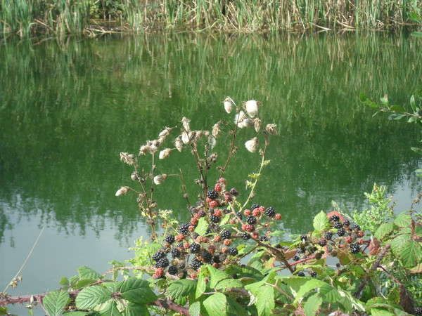 Blackberries in Summer
