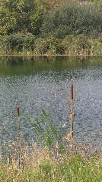 Bulrushes by the lake