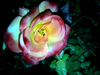 rose neutre