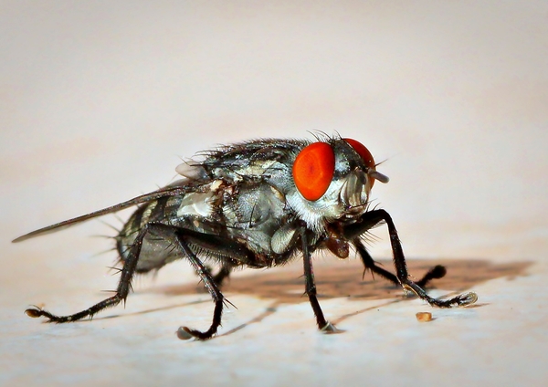 The common House Fly
