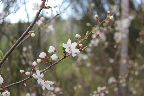 White Cherry Blossom -Close Up