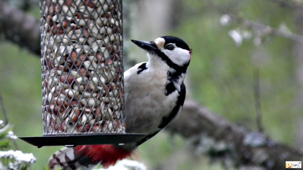 Swedish Woodpecker