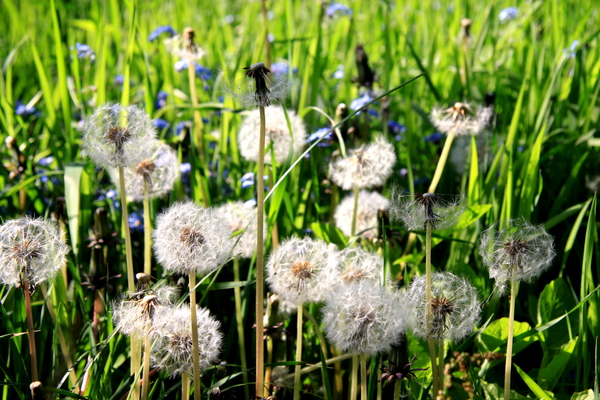 Blowballs in a meadow