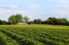 pola truskawki w godzinach popołudniowych
