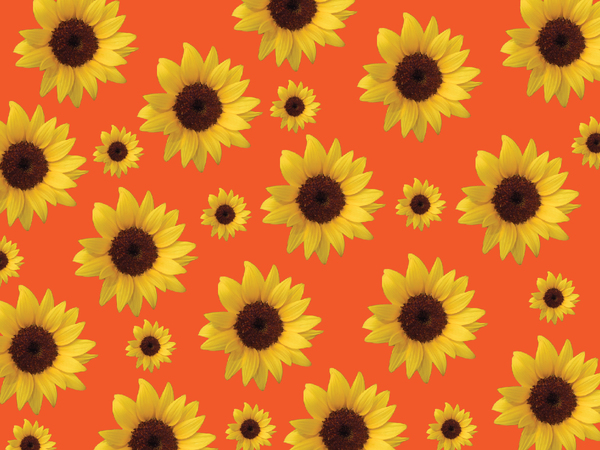 Sunflowers background 4