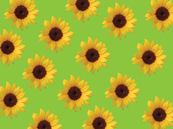 Sunflowers background 2
