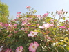 Hedge de rosas cor-