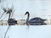 cisnes no lago gelado