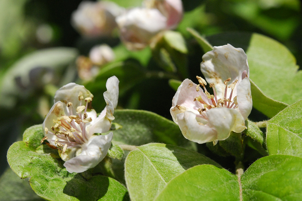 Quince Flowers