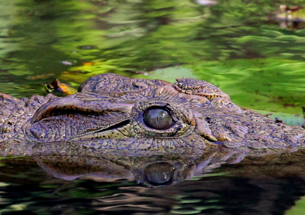 The Nile Crocodile.