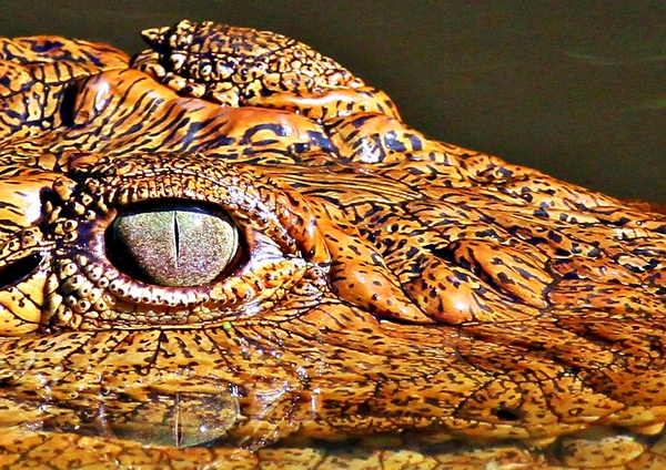 Croc eye