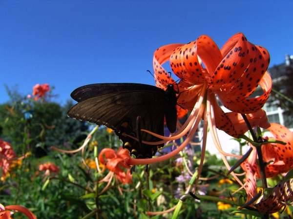 Butterfly enjoying a TigerLily