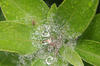 Spinne und Regentropfen auf Web-