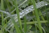 gotas de agua sobre la hierba